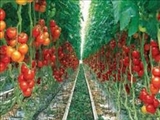  تولید نوار کاشت گیاهان زینتی و کشاورزی با قابلیت کاهش هزینه‌ها