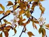 شکوفه مرموز درخت فضایی گیلاس