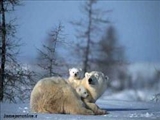 دنياي سرد و زيباي خرس‌هاي قطبي