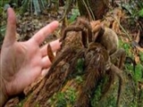 بزرگترین عنکبوت جهان کشف شد