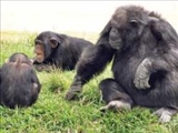 شامپانزه ها با هم مي‌جنگند 