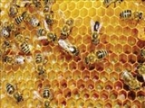 كنترل كيفيت هوا بوسيله زنبور عسل 