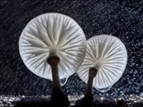 قارچ چینی، زیباترین قارچ چتری جهان