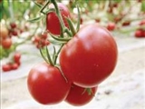 گوجه فرنگي ضد پيري توليد شد 