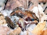 قورباغه‌ای که تمام زمستان یخ می‌زند 