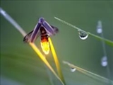 حل معمای درخشش حشرات شب‌تاب 
