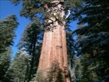 زیستگاه بلندترین درخت جهان کجاست؟ 
