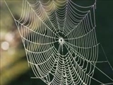 کشف دنیای ناشناخته حشرات به کمک تار عنکبوتها 