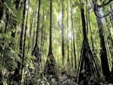 درختان در کاستاریکا راه می‌روند 