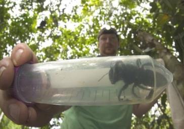 بزرگترین زنبور جهان دوباره کشف شد