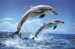 دلفینها یکدیگر را با اسم صدا می زنند 