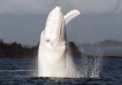 نهنگ سفید، نادرترین نهنگ جهان