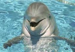 دلفین‌ها آب نمی‌خورند 