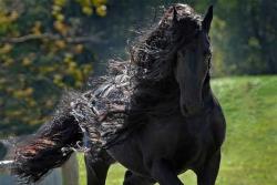 زیباترین اسب دنیا + عکس 