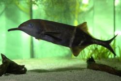  کشف مهم جانورشناسان؛ این ماهی مثل انسان فکر می کند!