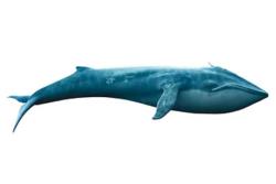   رازهای ناشناخته نهنگ‌های خلیج‌فارس 