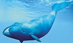 نهنگ‌قطبی، بهترین آوازه‌خوان اعماق اقیانوس 