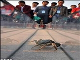 مسابقه خرچنگ‌ها در چین 