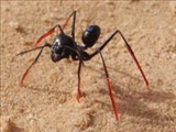 چشم مورچه‌ها متفاوت است 