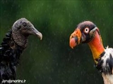 ده عكس برتر پرندگان 2010