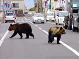 تردد خرس ‌ها درشهرهاي ژاپن 