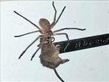 شکار و حمل موش توسط عنکبوت 