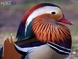 ماندارینا دوک زیباترین اردک جهان 