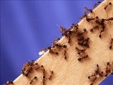 آيا مورچه‌ها زلزله را پيش‌بيني مي‌کنند؟ 