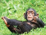 سوگواري شامپانزه‌ها براي فرزندانشان 