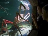 بزرگ‌ترین خرچنگ جهان 