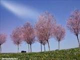 فصل زيباي بهار در فرانسه