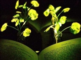 گیاه به چراغ مطالعه تبدیل می شود