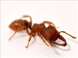 این مورچه سریع‌ترین حیوان جهان است!