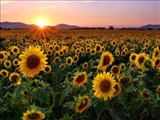 جذب نور و انرژی بیشتر با گل‌های آفتابگردان مصنوعی!
