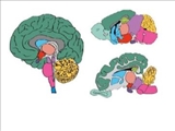 گام مهم دانشمندان سوئدی در درک بهتر مغز انسان