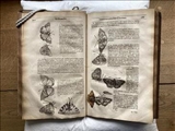 کشف یک پروانه ۴۰۰ ساله در میان صفحات کتابی قدیمی!