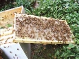 پرورش زنبور عسل با روش‌هاي مدرن 