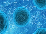 بررسی رفتار سلول‌های بنیادی برای مهار بیماری‌های خونی