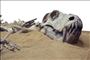 کشف یکی از قدیمی‌ترین فسیل‌های دایناسور در برزیل