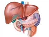 افق جديد در درمان بيماري‌هاي کبدي 