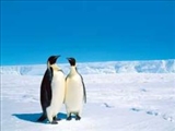 راز موفقيت پنگوئن ها در مقاومت با سرما 