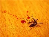 دانشمندان، خون را به كام پشه‌ها زهر مي‌كنند 