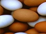 تخم مرغ های بومی بهتر است یا تخم مرغ های سفید؟