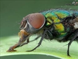 تصاویر بي‌نظير از دنیای حشرات 