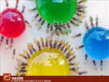 آزمایشی شگفت انگیز از مورچه‌گان 