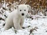 جنگل‌هاي اتريش، زادگاه اجداد خرس‌هاي قطبي 