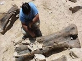کشف فسيل 120 ميليون ساله نوزادان دايناسور در چين 