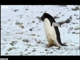 تصاویری از پنگوئن‌های تبهکار 