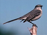 نتایج شگفت‌انگیز مطالعه بر روی آواز پرندگان