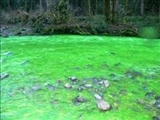 تصاویر عجیب: رودخانه‌ای به رنگ سبز 